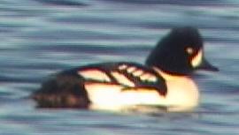 Barrow's Goldeneye