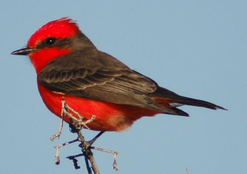 Vermilion Flycatcher