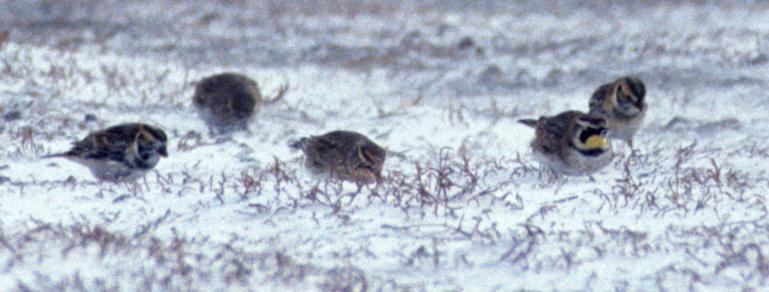 Lapland Longspur