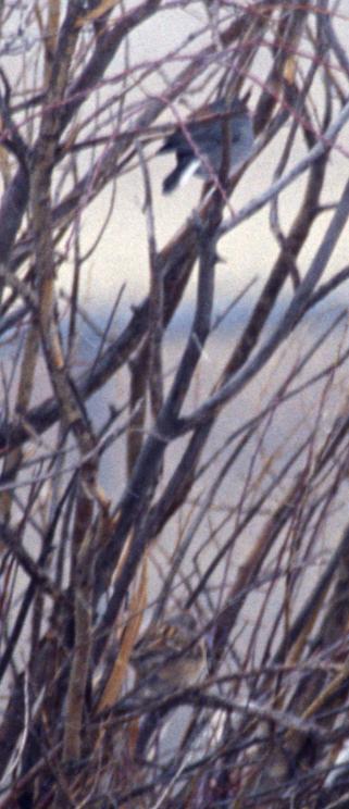 American Tree Sparrow