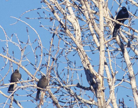 Great-tailed Grackles