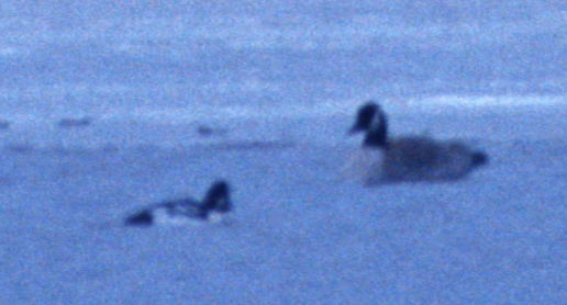 Barrow's Goldeneye male