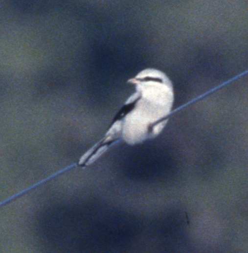 Northern Shrike
