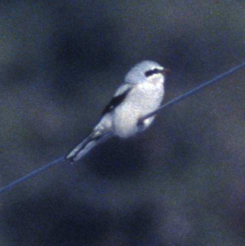 Northern Shrike