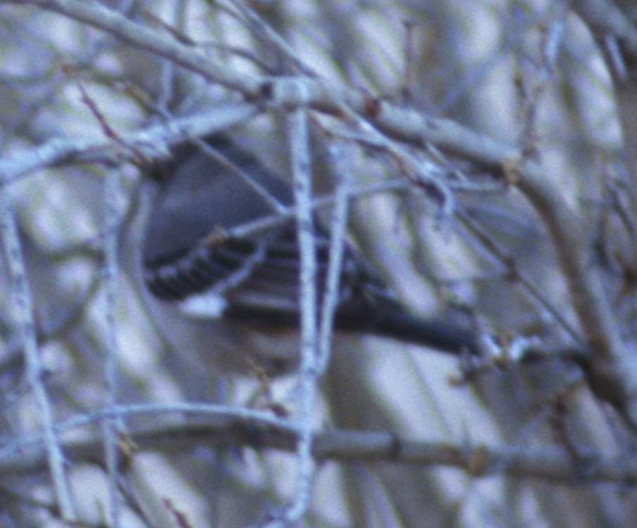 Northern Mockingbird