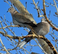 Eurasian Collared-Dove