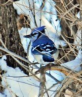 Blue Jay