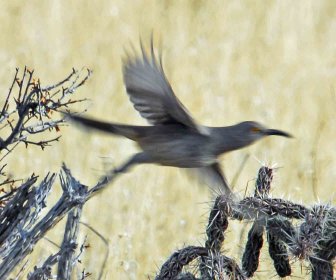 Curve-billed Thrasher