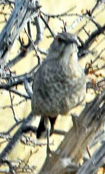 Curve-billed Thrasher