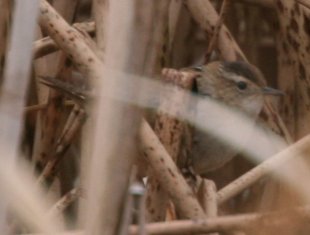 Marsh Wren