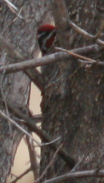 Red-naped Sapsucker