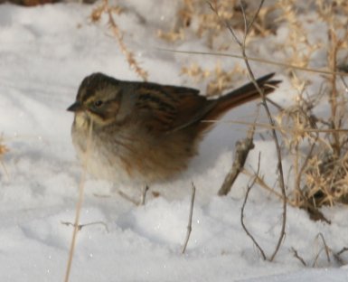 Swamp Sparrow