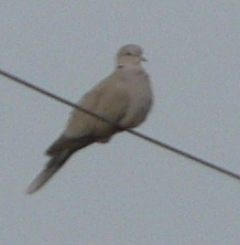 Eurasian Collared-Dove