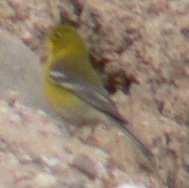 Pine Warbler