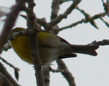 Pine Warbler