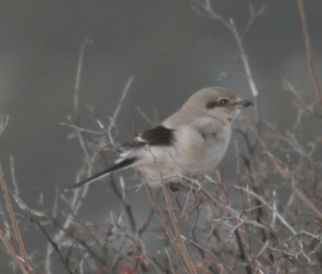 Northern Shrike