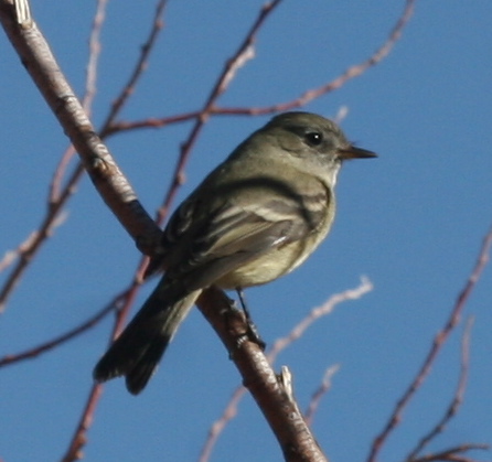 Dusky Flycatcher