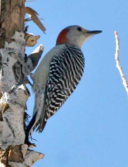 Red-bellied Woodpecker