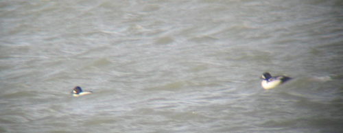 Common and Barrow's Goldeneye