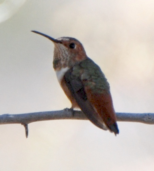 Rufous Hummingbird