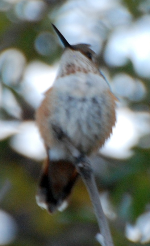 Rufous Hummingbird