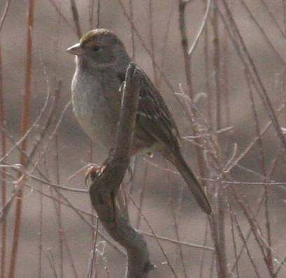 Golden-crowned Sparrow