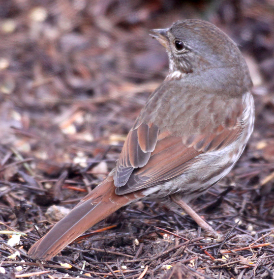 (Slate-colored) Fox Sparrow