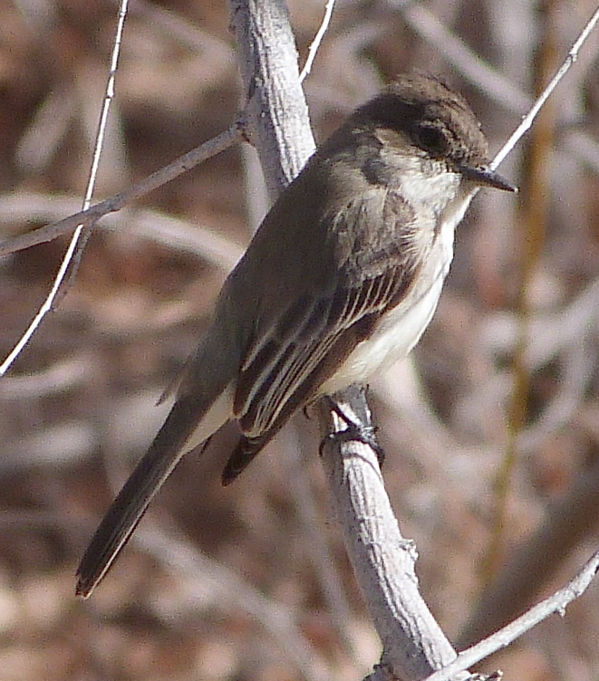 Eastern Phoebe