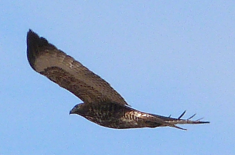 Harlan's Hawk