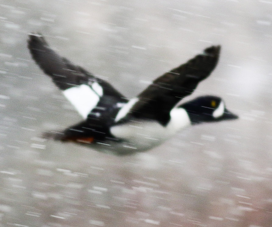 Barrow's Goldeneye