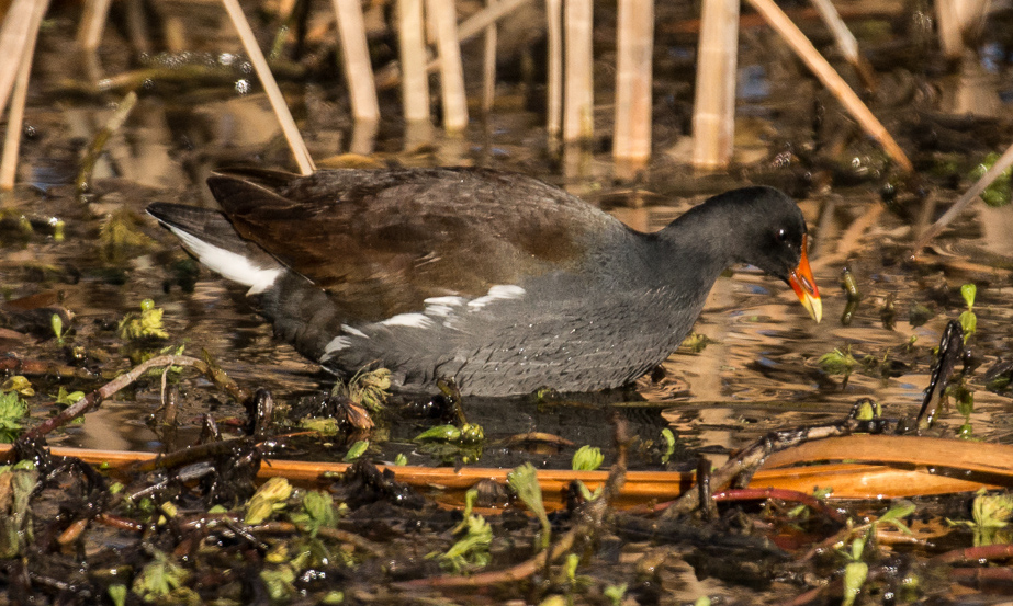 Common Gallinule