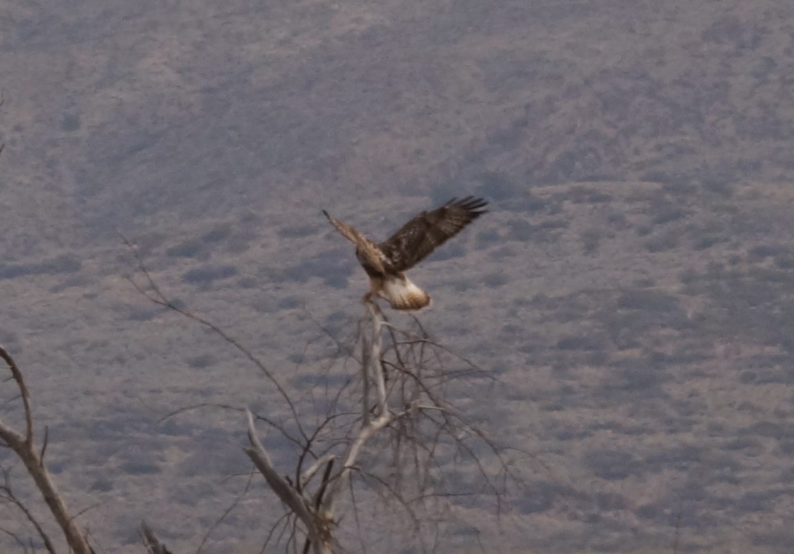 Rough-legged Hawk