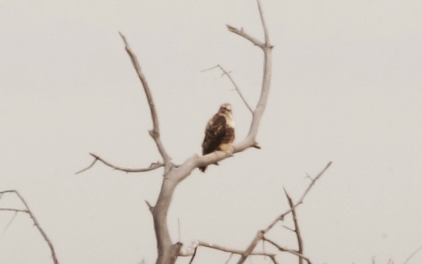 Rough-legged Hawk