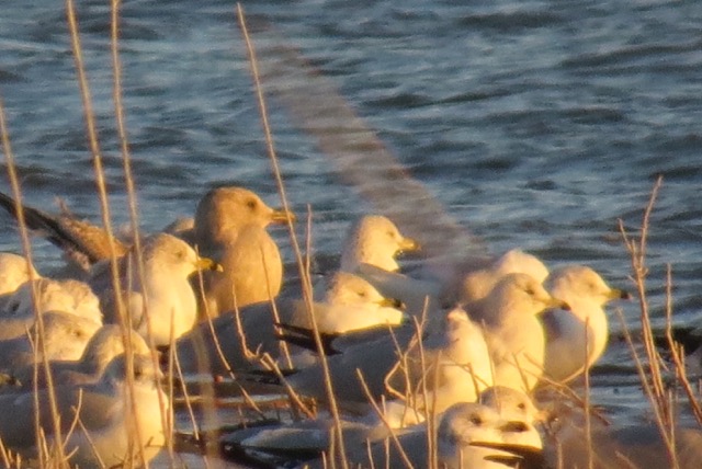 Glaucous-winged Gull
