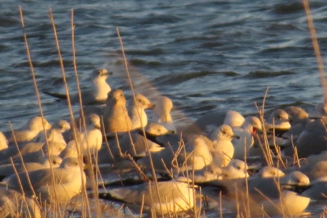 Glaucous-winged Gull