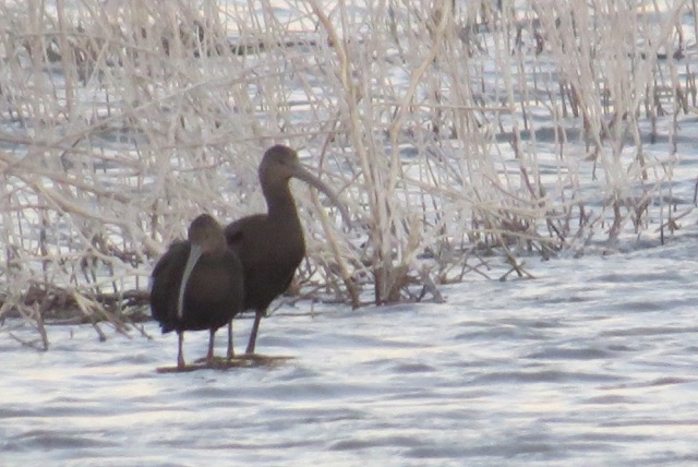 White-faced Ibis