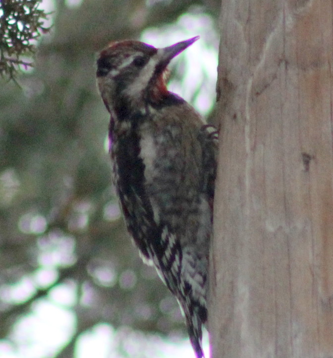 Yellow-bellied Sapsucker