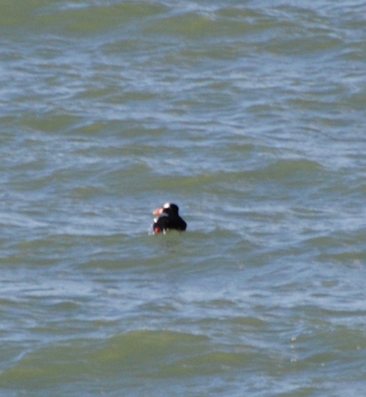 Surf Scoter