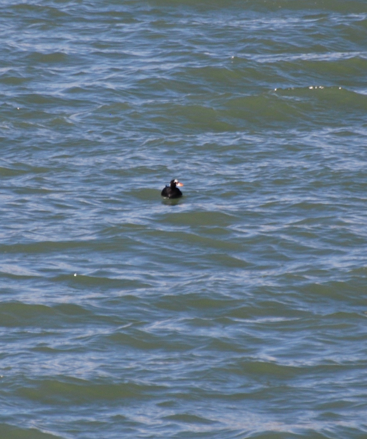 Surf Scoter