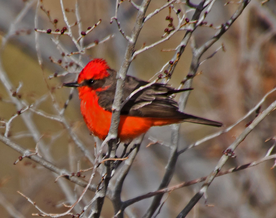 Vermilion Flycatcher
