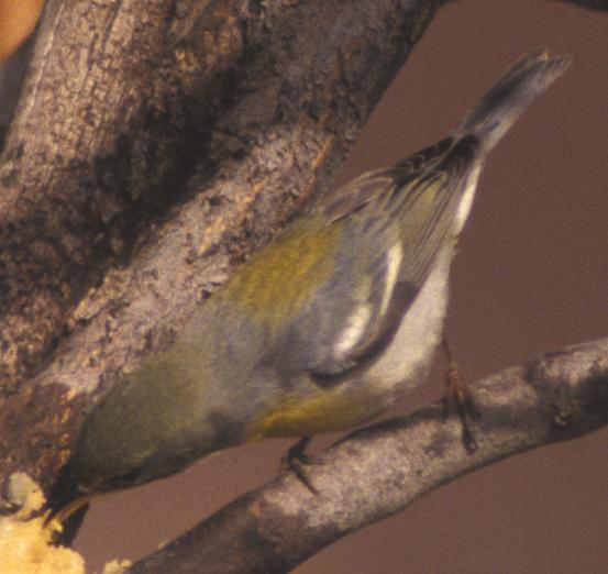Northern Parula