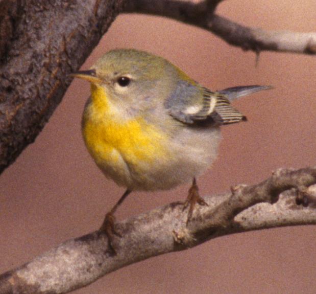 Northern Parula
